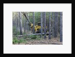 Pine Forest Logging by Anonymous