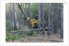 Pine Forest Logging by Anonymous