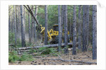 Pine Forest Logging by Anonymous