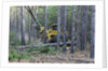Pine Forest Logging by Anonymous