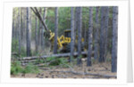 Pine Forest Logging by Anonymous