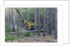 Pine Forest Logging by Anonymous