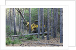 Pine Forest Logging by Anonymous