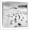 Chinstrap Penguins, Antarctica by Anonymous