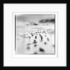 Chinstrap Penguins, Antarctica by Anonymous
