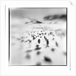 Chinstrap Penguins, Antarctica by Anonymous