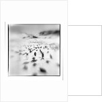 Chinstrap Penguins, Antarctica by Anonymous
