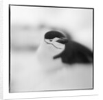 Chinstrap Penguin, Antarctica by Anonymous