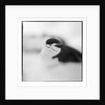 Chinstrap Penguin, Antarctica by Anonymous