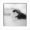 Chinstrap Penguin, Antarctica by Anonymous