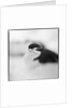 Chinstrap Penguin, Antarctica by Anonymous