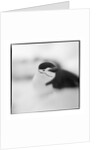 Chinstrap Penguin, Antarctica by Anonymous