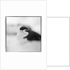 Chinstrap Penguin, Antarctica by Anonymous