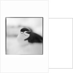 Chinstrap Penguin, Antarctica by Anonymous