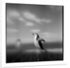 Chinstrap Penguin, Antarctica by Anonymous