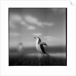 Chinstrap Penguin, Antarctica by Anonymous