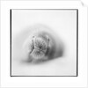 Weddell Seal, Deception Island, Antarctica by Anonymous