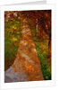 Way and Trees by Anonymous