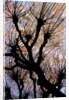 Leafless Tree by Anonymous