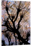 Leafless Tree by Anonymous