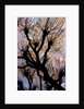 Leafless Tree by Anonymous