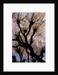 Leafless Tree by Anonymous