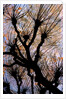 Leafless Tree by Anonymous