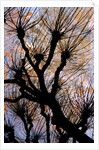 Leafless Tree by Anonymous