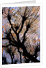 Leafless Tree by Anonymous