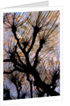 Leafless Tree by Anonymous