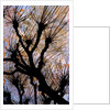 Leafless Tree by Anonymous