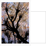 Leafless Tree by Anonymous