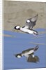 Male Bufflehead Duck takes off by Anonymous