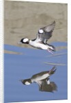 Male Bufflehead Duck takes off by Anonymous