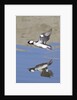 Male Bufflehead Duck takes off by Anonymous