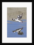 Male Bufflehead Duck takes off by Anonymous