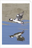 Male Bufflehead Duck takes off by Anonymous