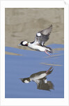 Male Bufflehead Duck takes off by Anonymous