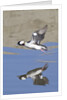 Male Bufflehead Duck takes off by Anonymous