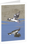 Male Bufflehead Duck takes off by Anonymous