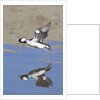 Male Bufflehead Duck takes off by Anonymous