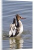 Red-Breasted Merganser female flapping wings by Anonymous
