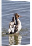 Red-Breasted Merganser female flapping wings by Anonymous