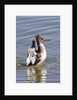 Red-Breasted Merganser female flapping wings by Anonymous