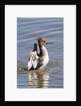 Red-Breasted Merganser female flapping wings by Anonymous