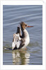 Red-Breasted Merganser female flapping wings by Anonymous