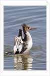 Red-Breasted Merganser female flapping wings by Anonymous
