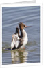 Red-Breasted Merganser female flapping wings by Anonymous