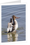 Red-Breasted Merganser female flapping wings by Anonymous
