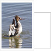 Red-Breasted Merganser female flapping wings by Anonymous